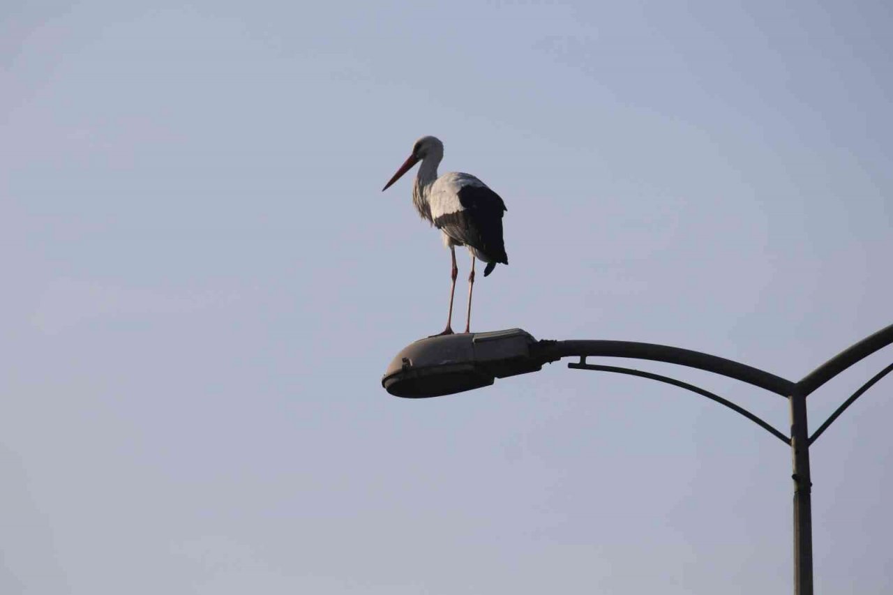 ‘Baharın habercisi’ Karabük’ü sevdi