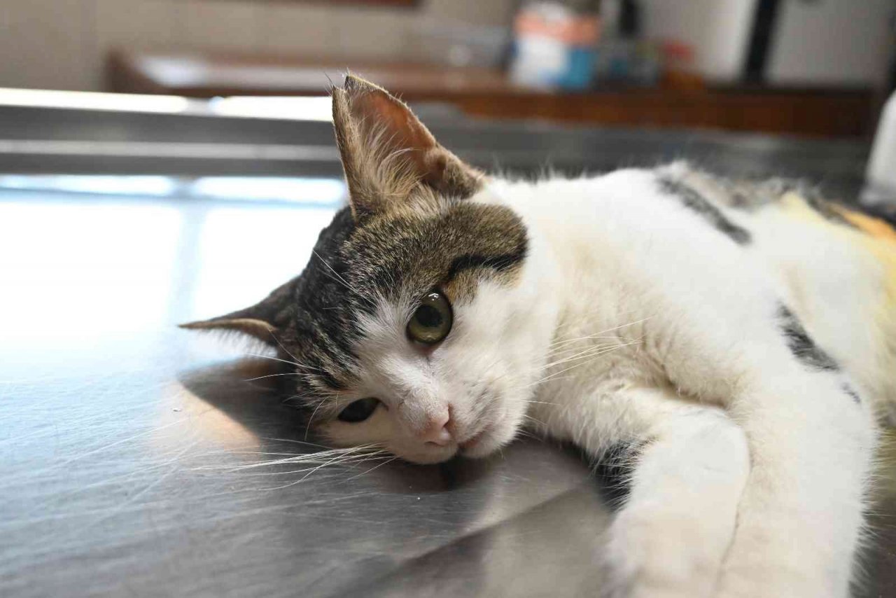 Kemer Belediyesinden hayvanlara yardım eli