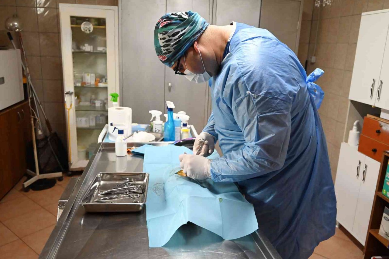 Kemer Belediyesinden hayvanlara yardım eli