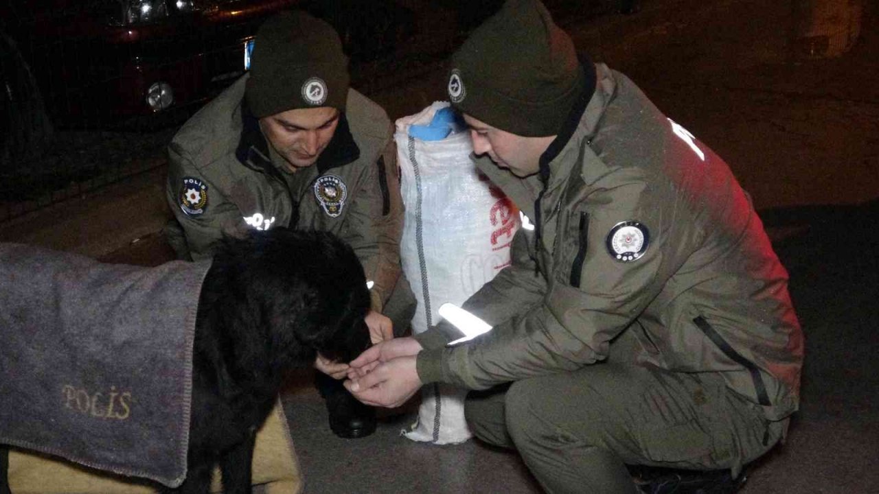 Uşak polisi yağmurlu havada sokak canlılarını unutmadı
