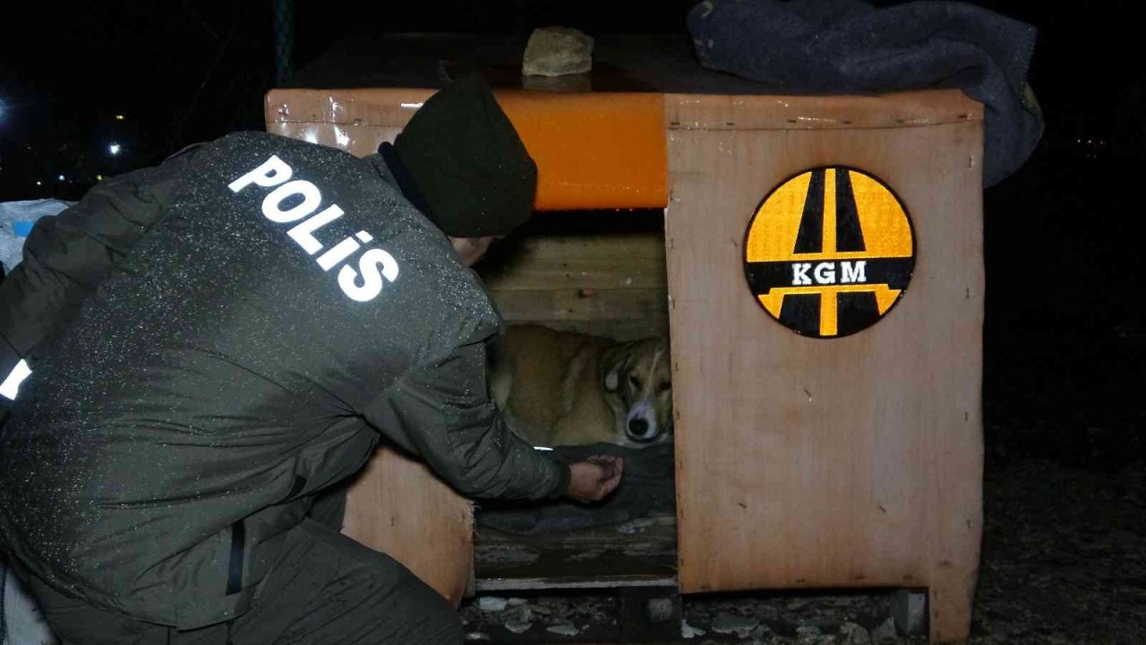 Uşak polisi yağmurlu havada sokak canlılarını unutmadı