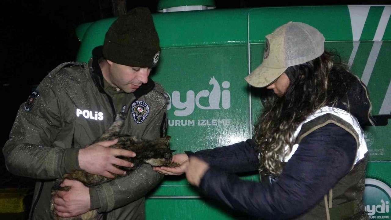 Uşak polisi yağmurlu havada sokak canlılarını unutmadı