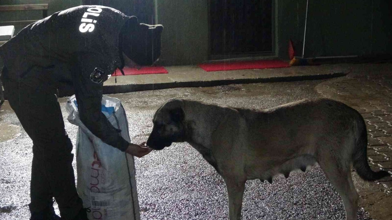 Uşak polisi yağmurlu havada sokak canlılarını unutmadı