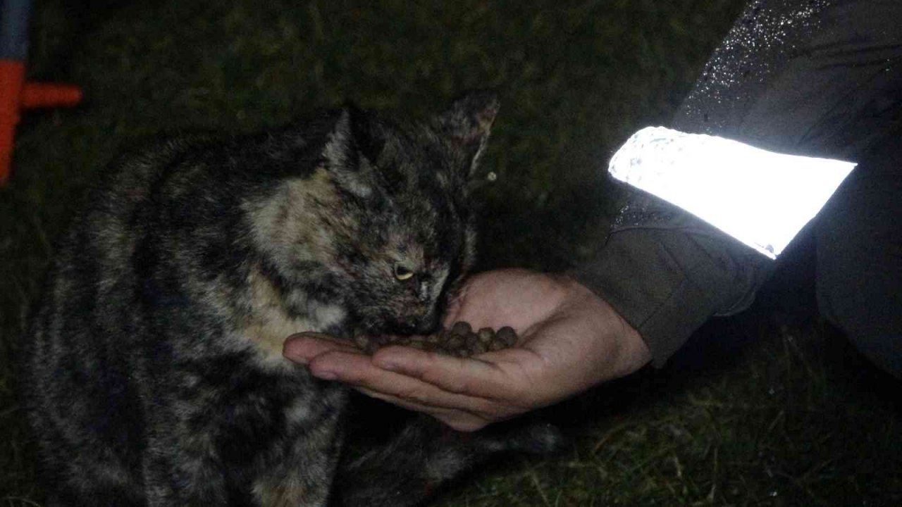 Uşak polisi yağmurlu havada sokak canlılarını unutmadı