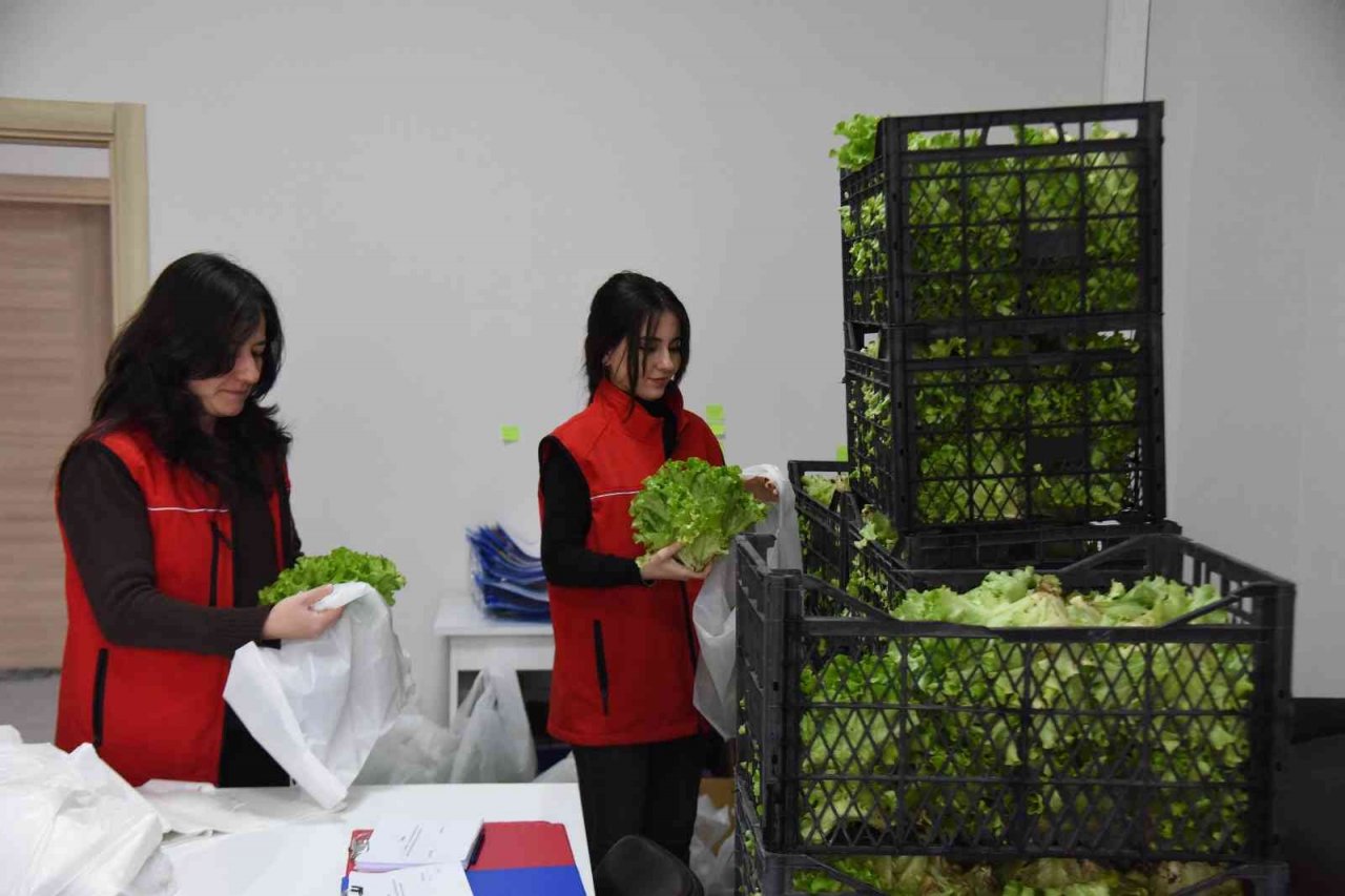 Belediye serasında yetiştirilen 5 bin adet marul ihtiyaç sahiplerine dağıtıldı