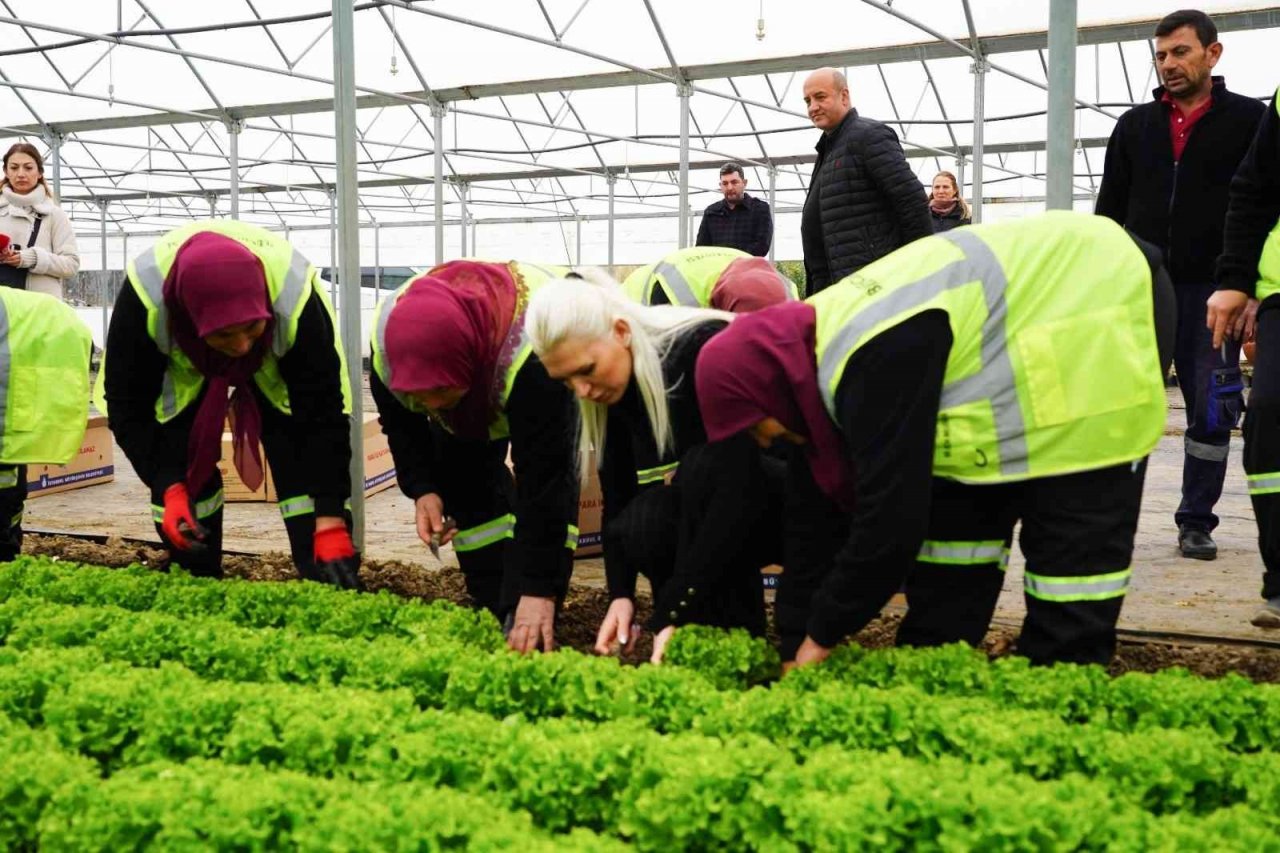 Belediye serasında yetiştirilen 5 bin adet marul ihtiyaç sahiplerine dağıtıldı