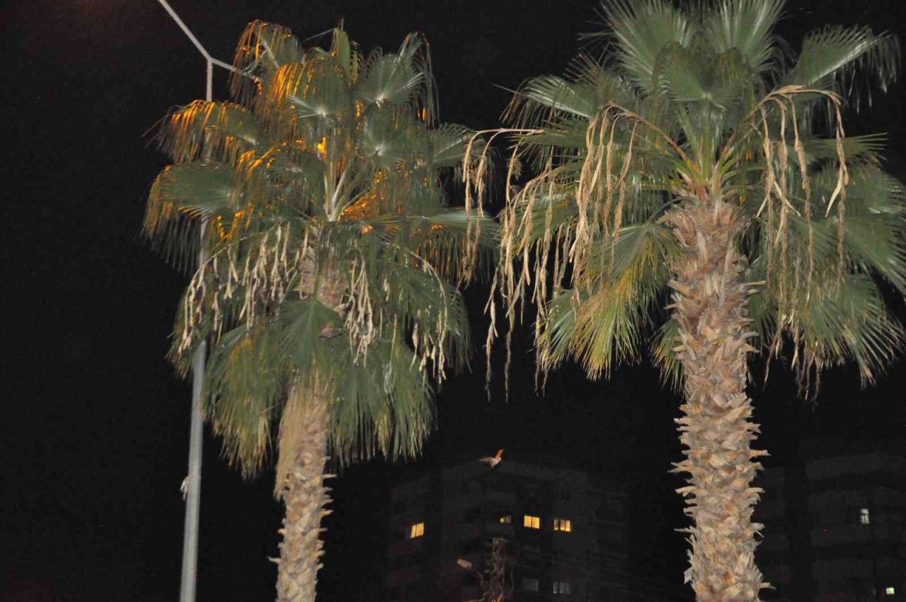 Kozan’da yarasa korkusu