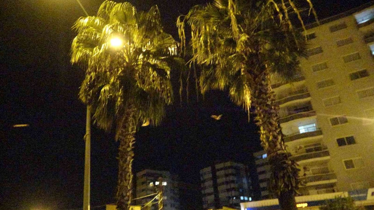 Kozan’da yarasa korkusu