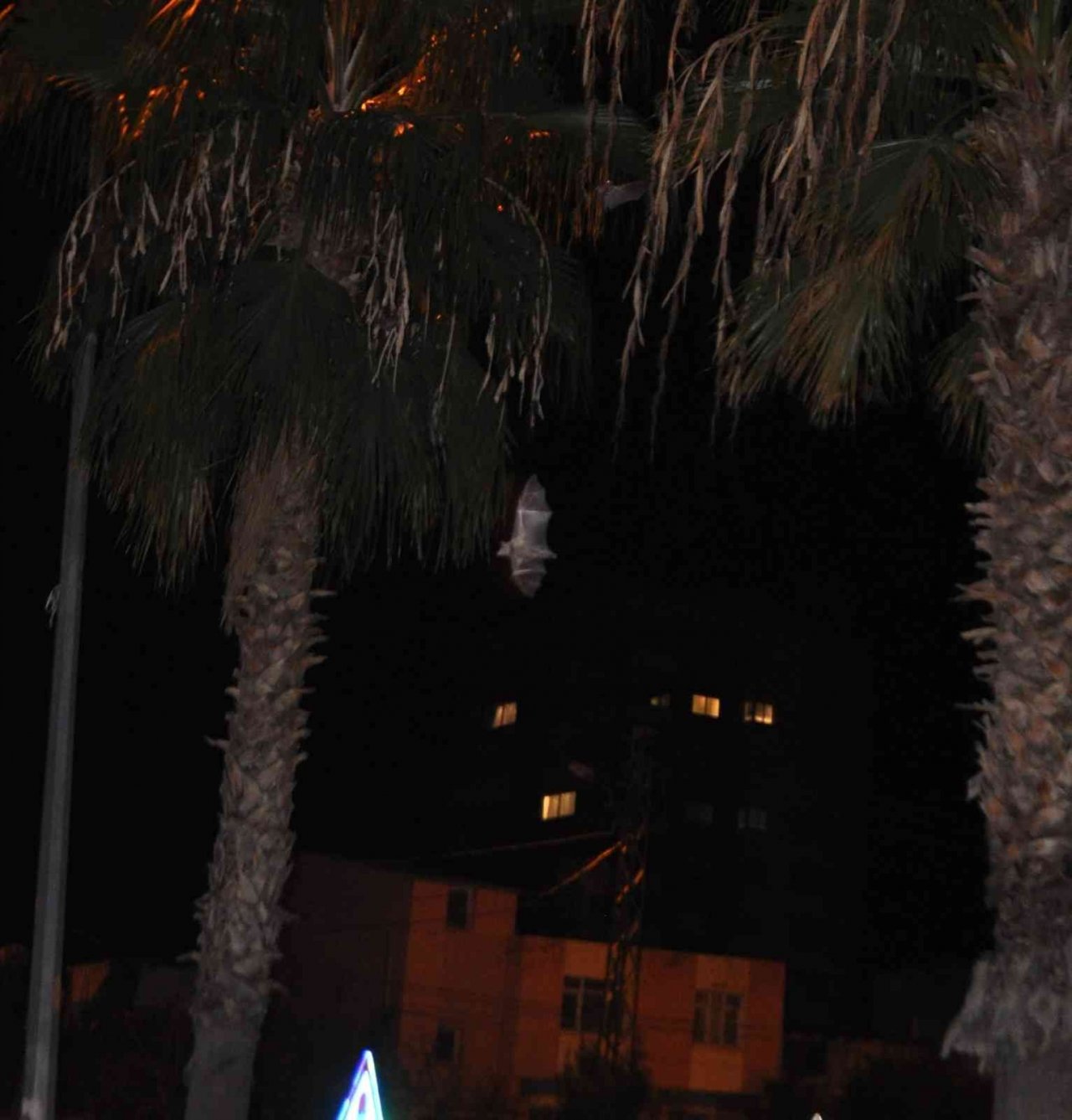 Kozan’da yarasa korkusu