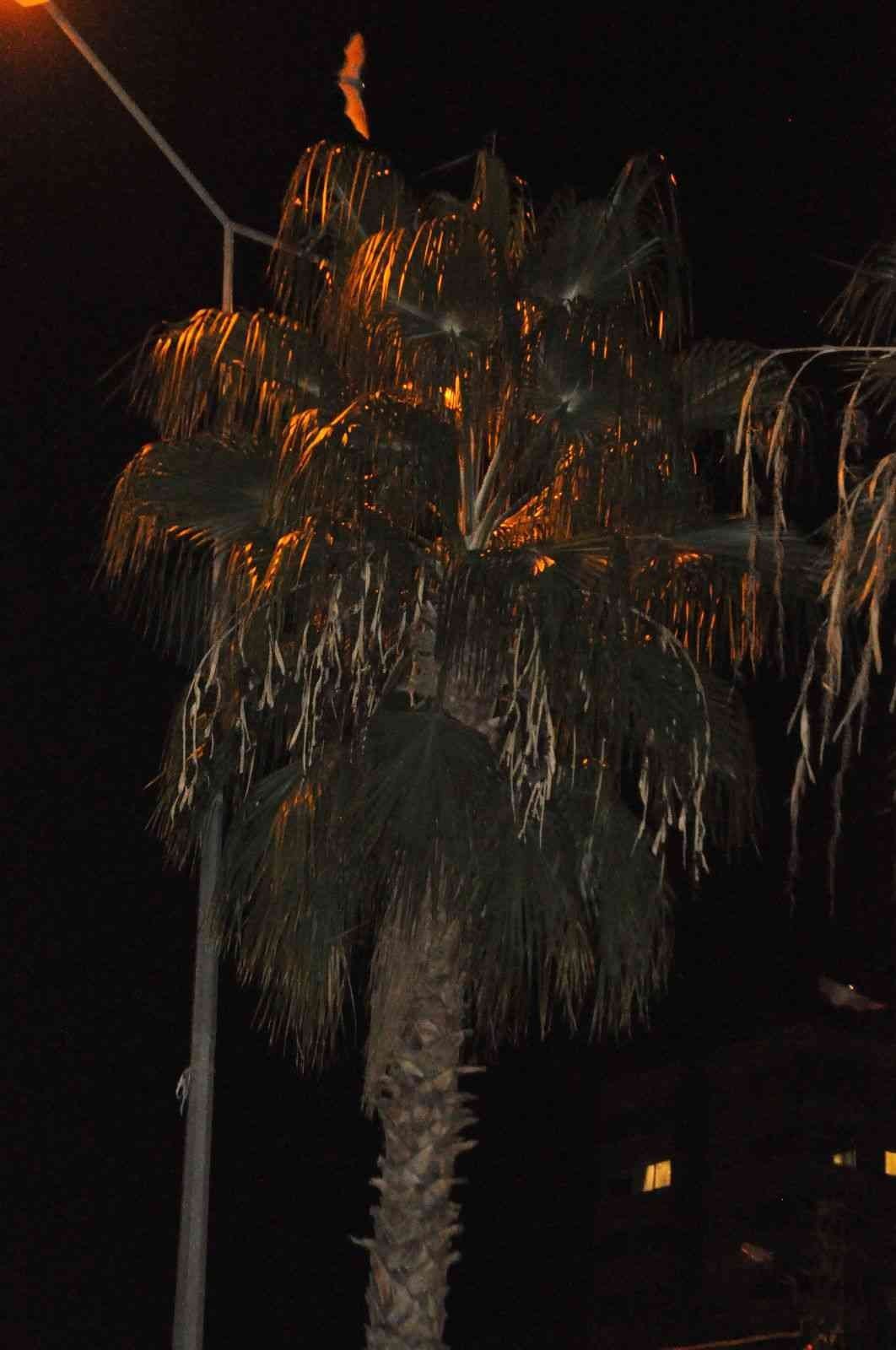 Kozan’da yarasa korkusu