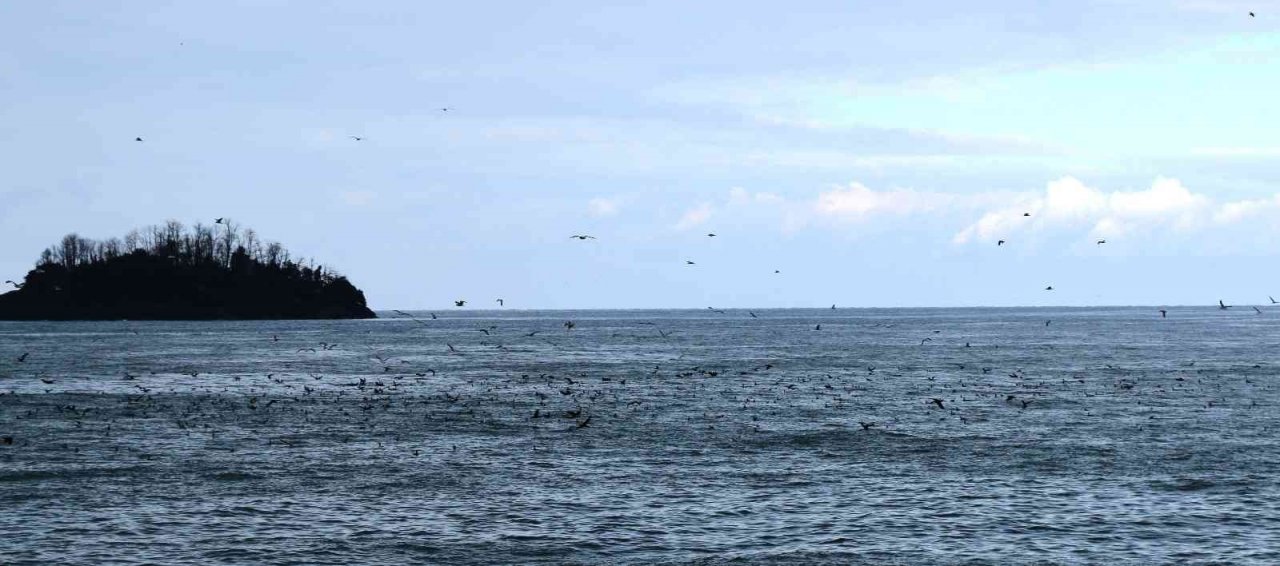 Tarım ve Orman Bakanlığı Kış Ortası Su Kuşu Sayımını 15 Ocak - 15 Şubat tarihlerinde yapacak