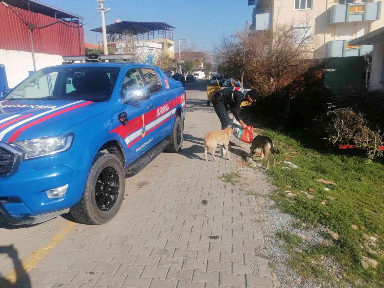 Aydın jandarması sokak canlarını unutmadı