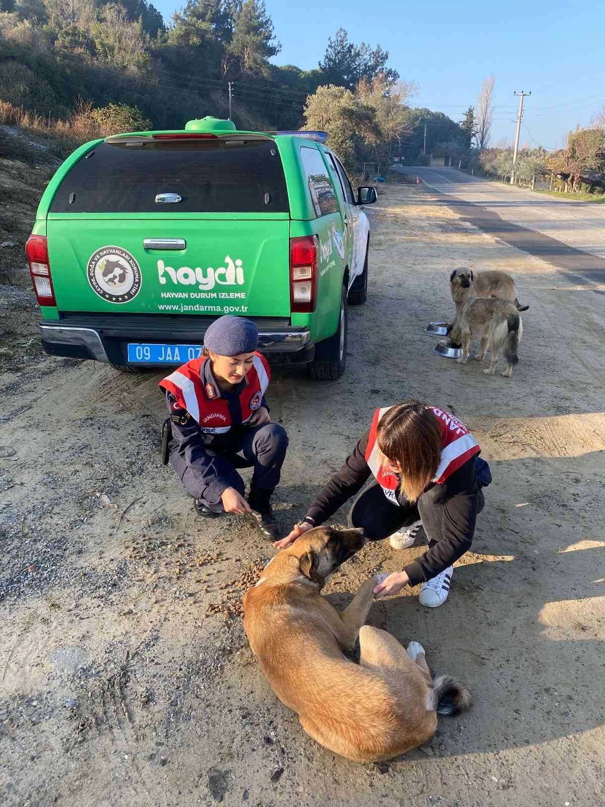 Aydın jandarması sokak canlarını unutmadı