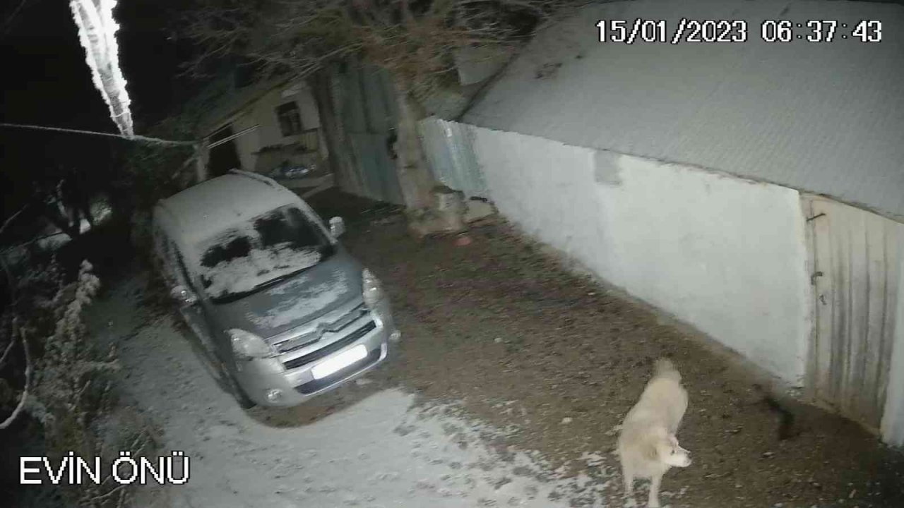 Depreme uykusunda yakalanan köpeğin o anları kamerada