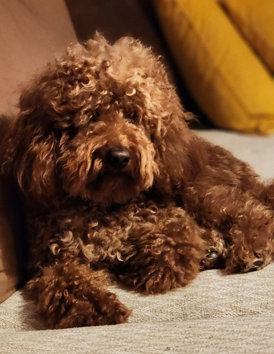 Çeşme’de kaybolan köpeği bulana 20 bin lira ödül verilecek