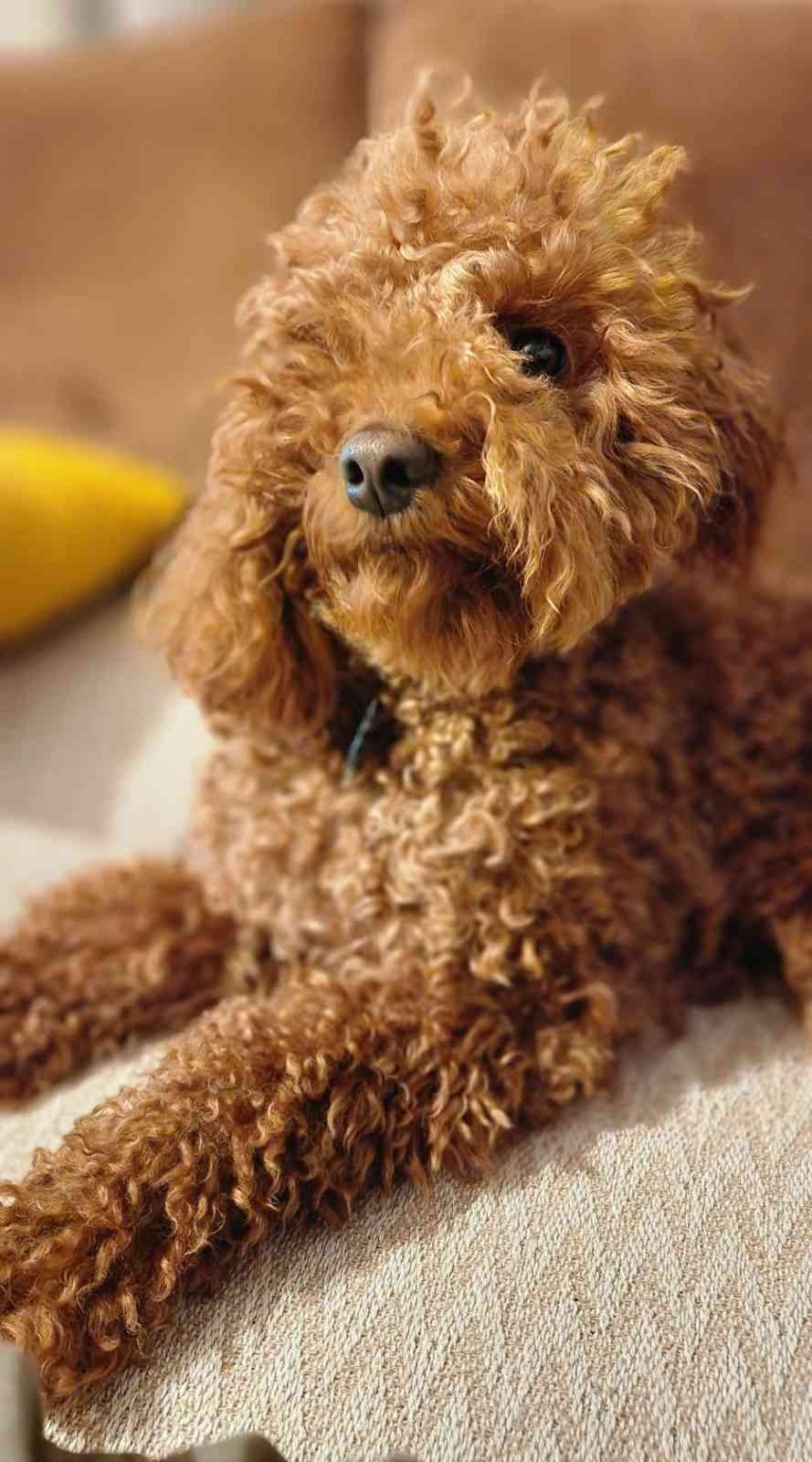 Çeşme’de kaybolan köpeği bulana 20 bin lira ödül verilecek