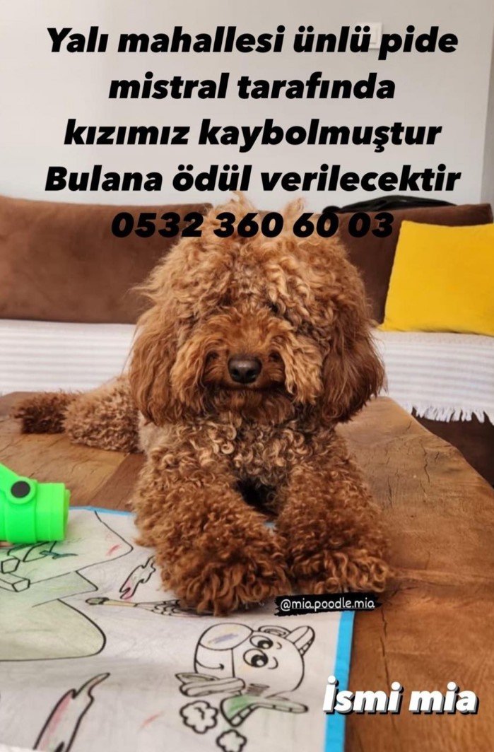 Çeşme’de kaybolan köpeği bulana 20 bin lira ödül verilecek