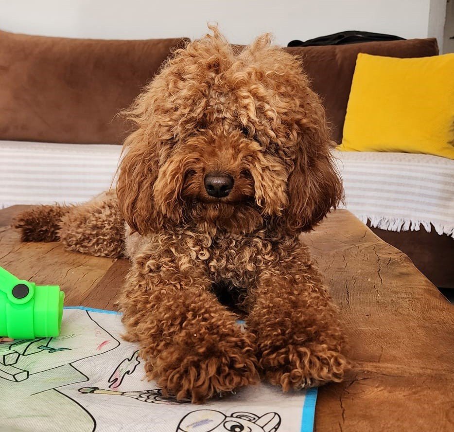 Çeşme’de kaybolan köpeği bulana 20 bin lira ödül verilecek