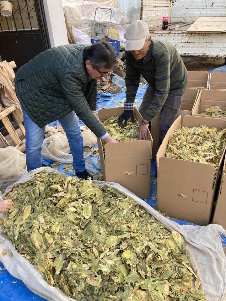 Karacasu’da tütünler paketlenmeye başladı, üreticiyi para kazanamama telaşı sardı