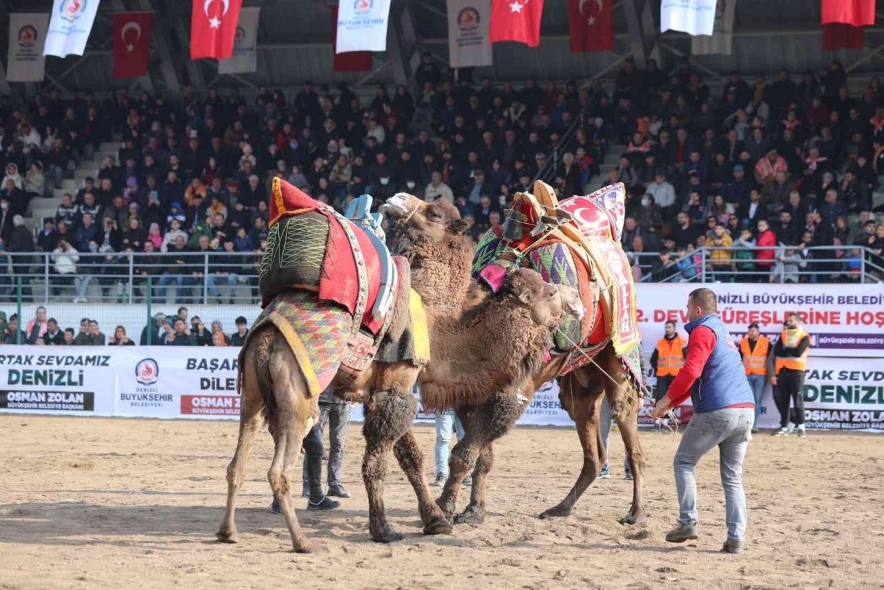 On binler deve güreşi heyecanını hep birlikte yaşadı