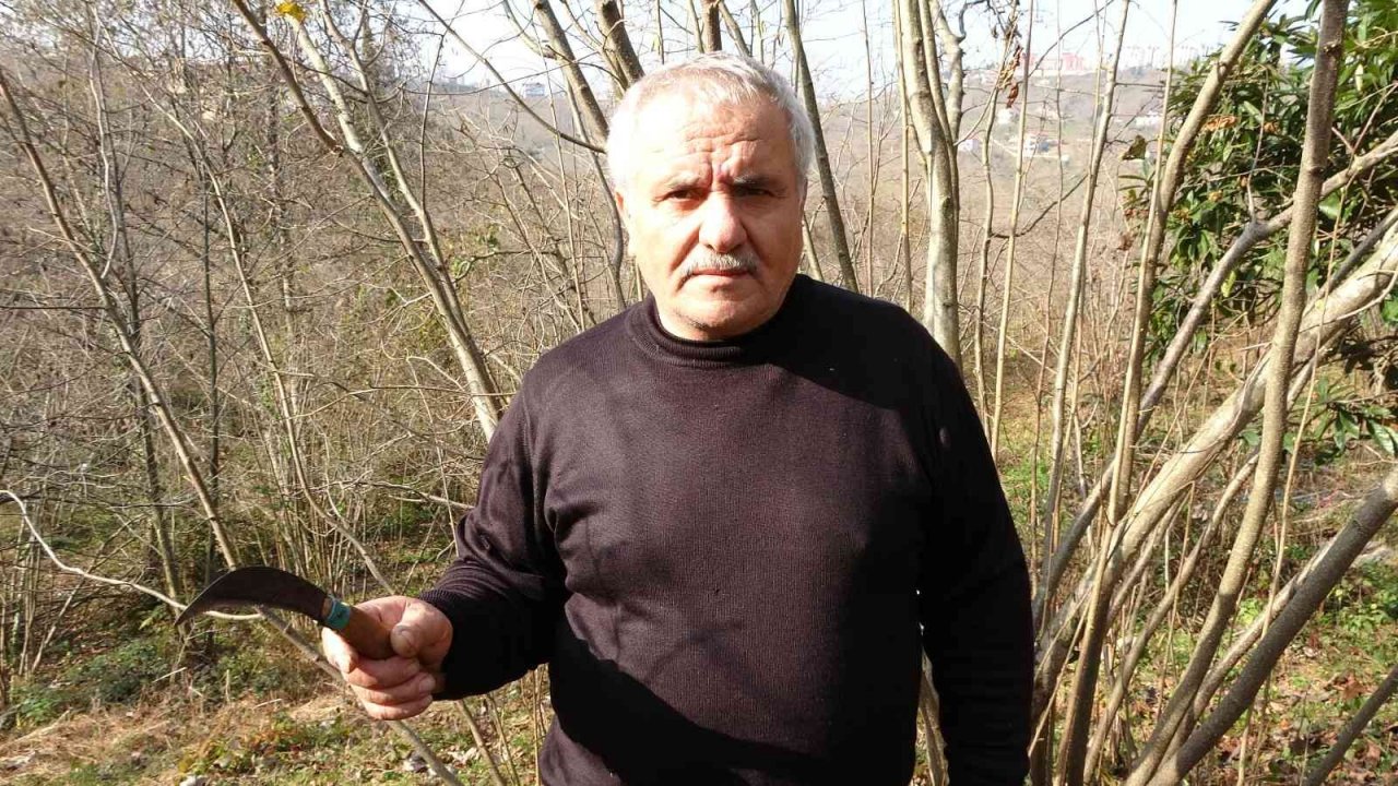 Fındık üreticilerinin kışlık bakım mesaisi