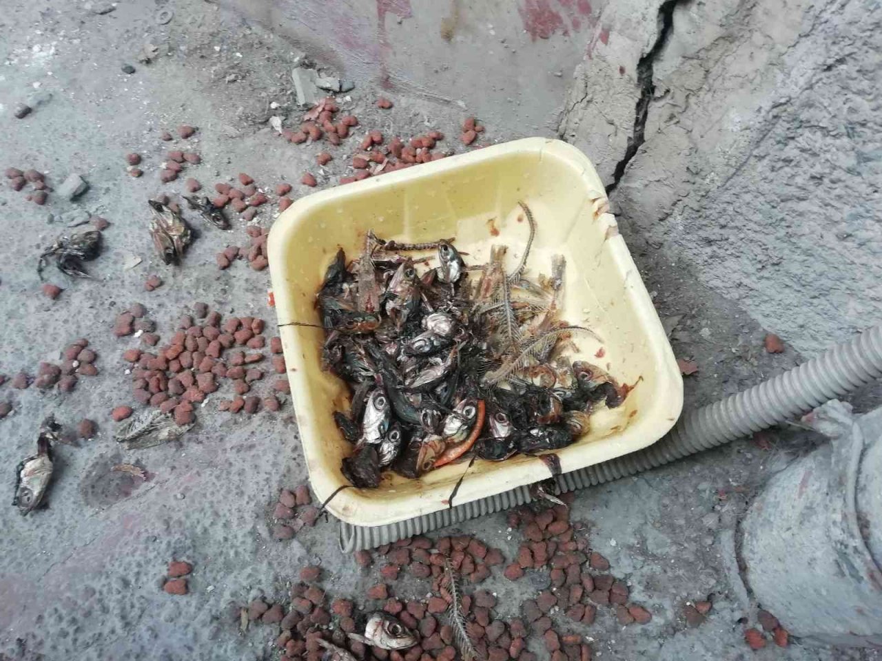 Atık yemekler hayvanlara yarar değil zarar veriyor