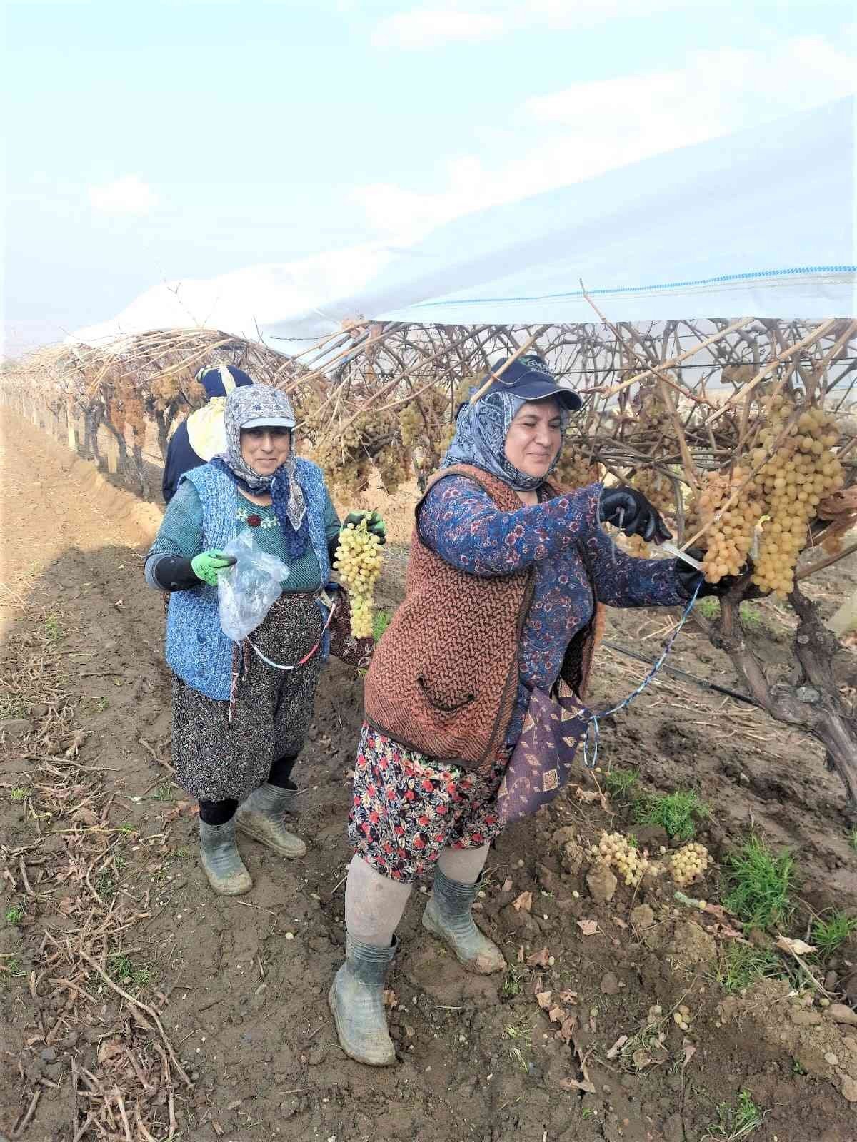 2022 yılının son üzümü 2023 yılında kesildi