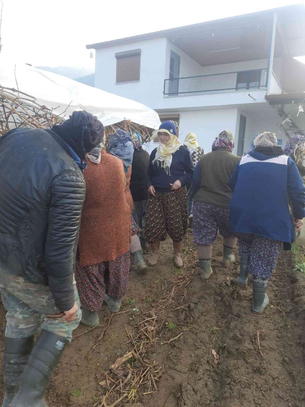 2022 yılının son üzümü 2023 yılında kesildi