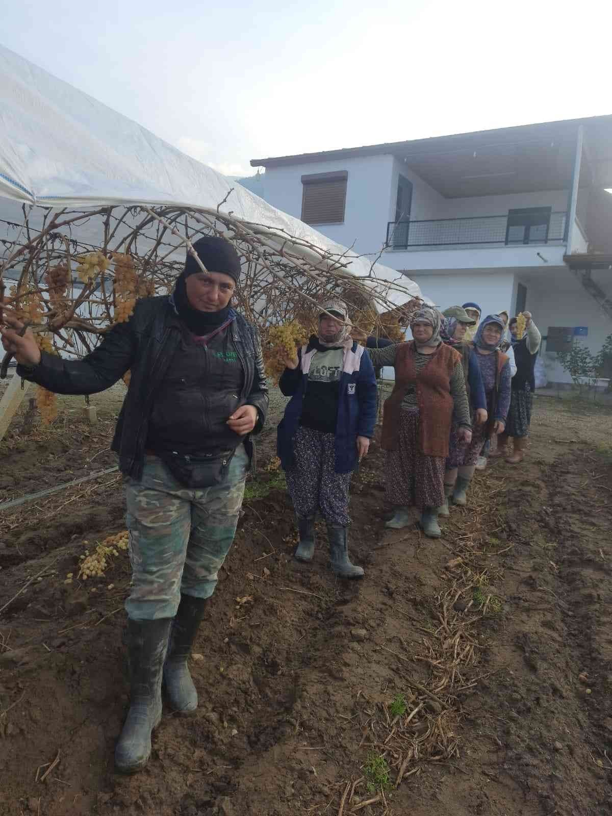 2022 yılının son üzümü 2023 yılında kesildi