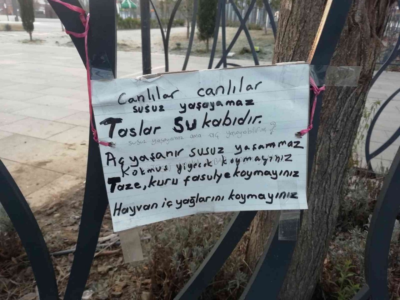 Atık yemekler hayvanlara yarar değil zarar veriyor