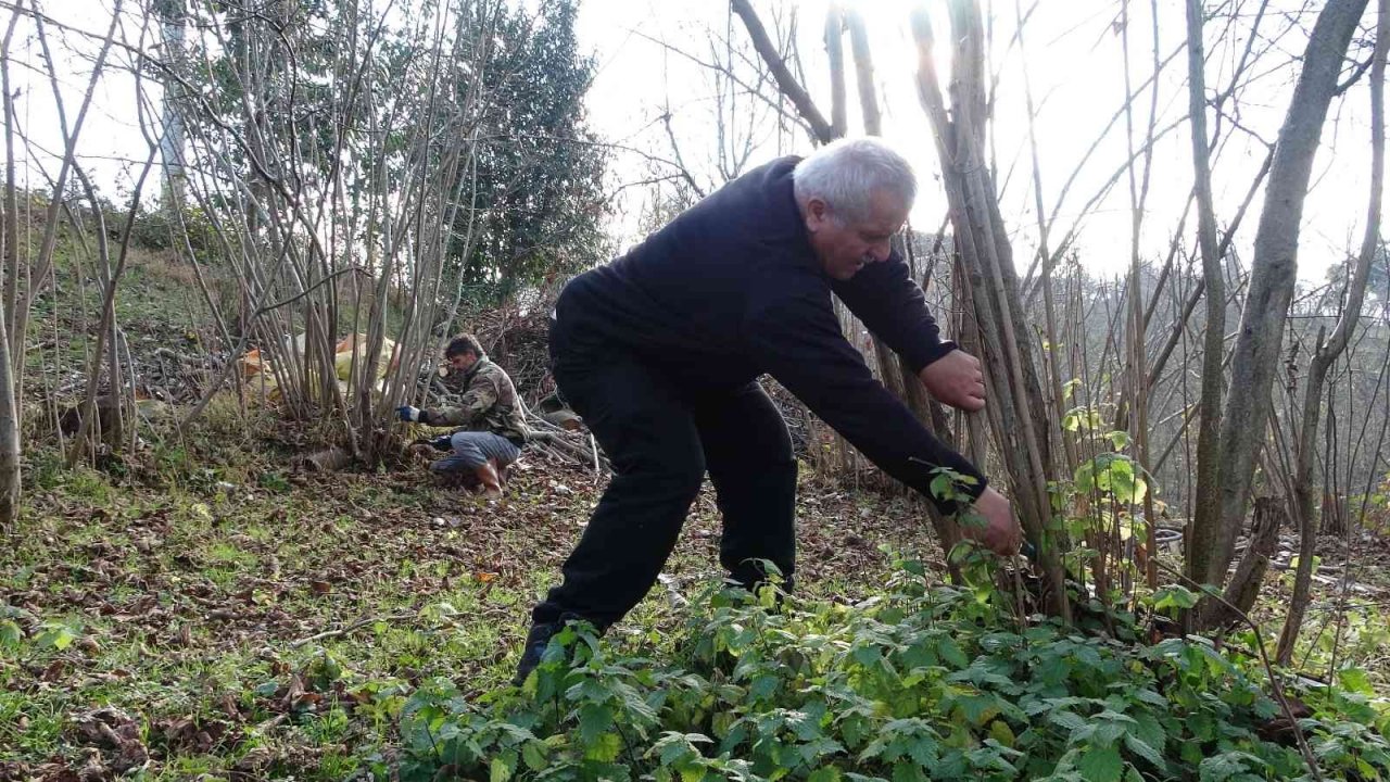 Fındık üreticilerinin kışlık bakım mesaisi