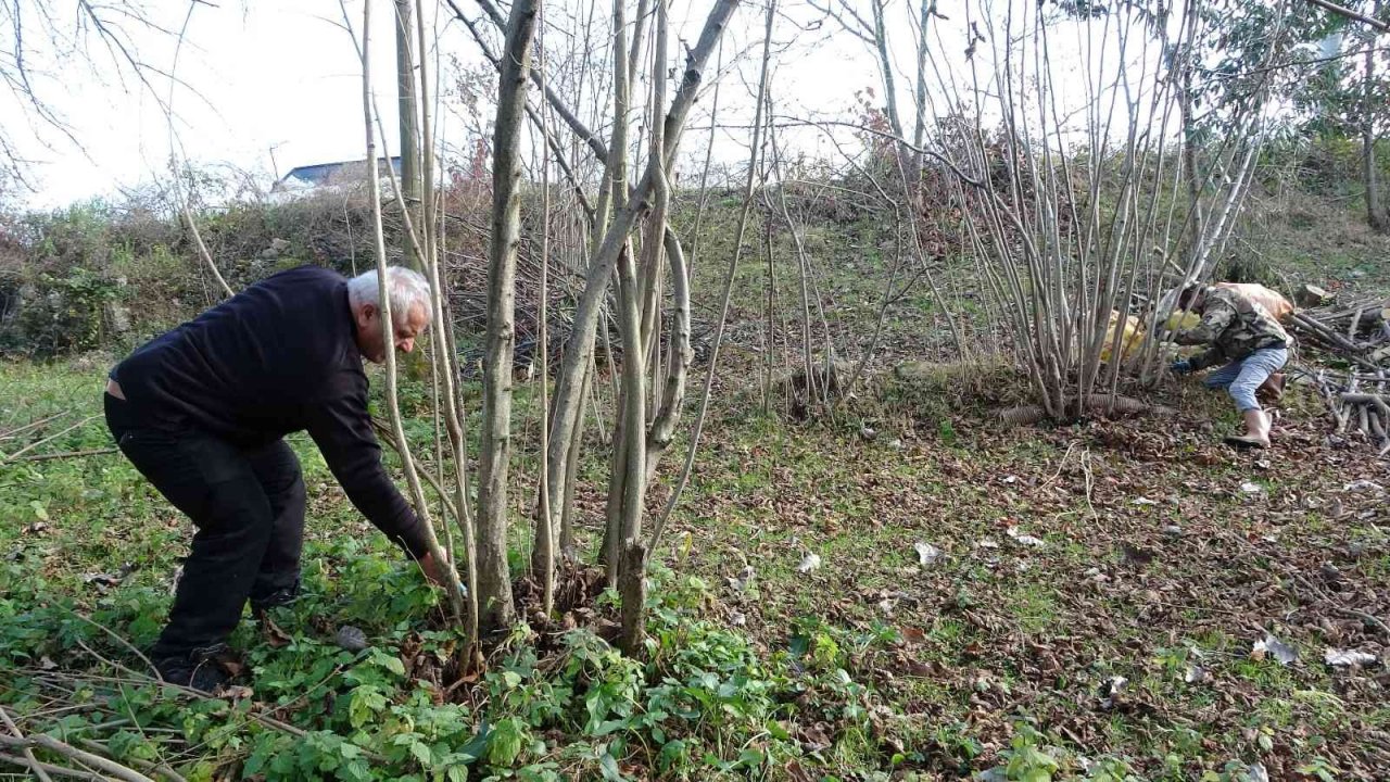 Fındık üreticilerinin kışlık bakım mesaisi