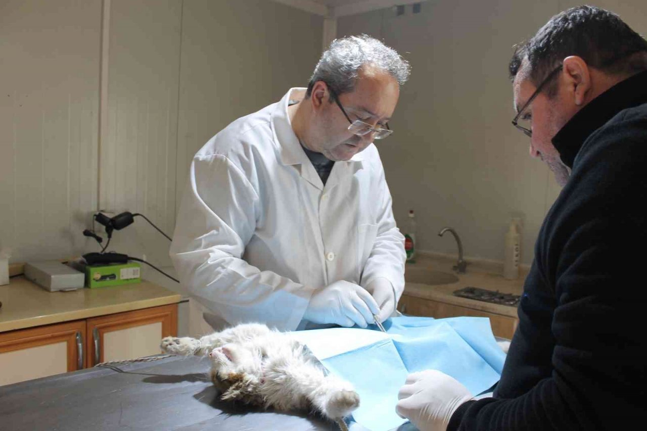 Biga’da sokak hayvanları kısırlaştırılıyor