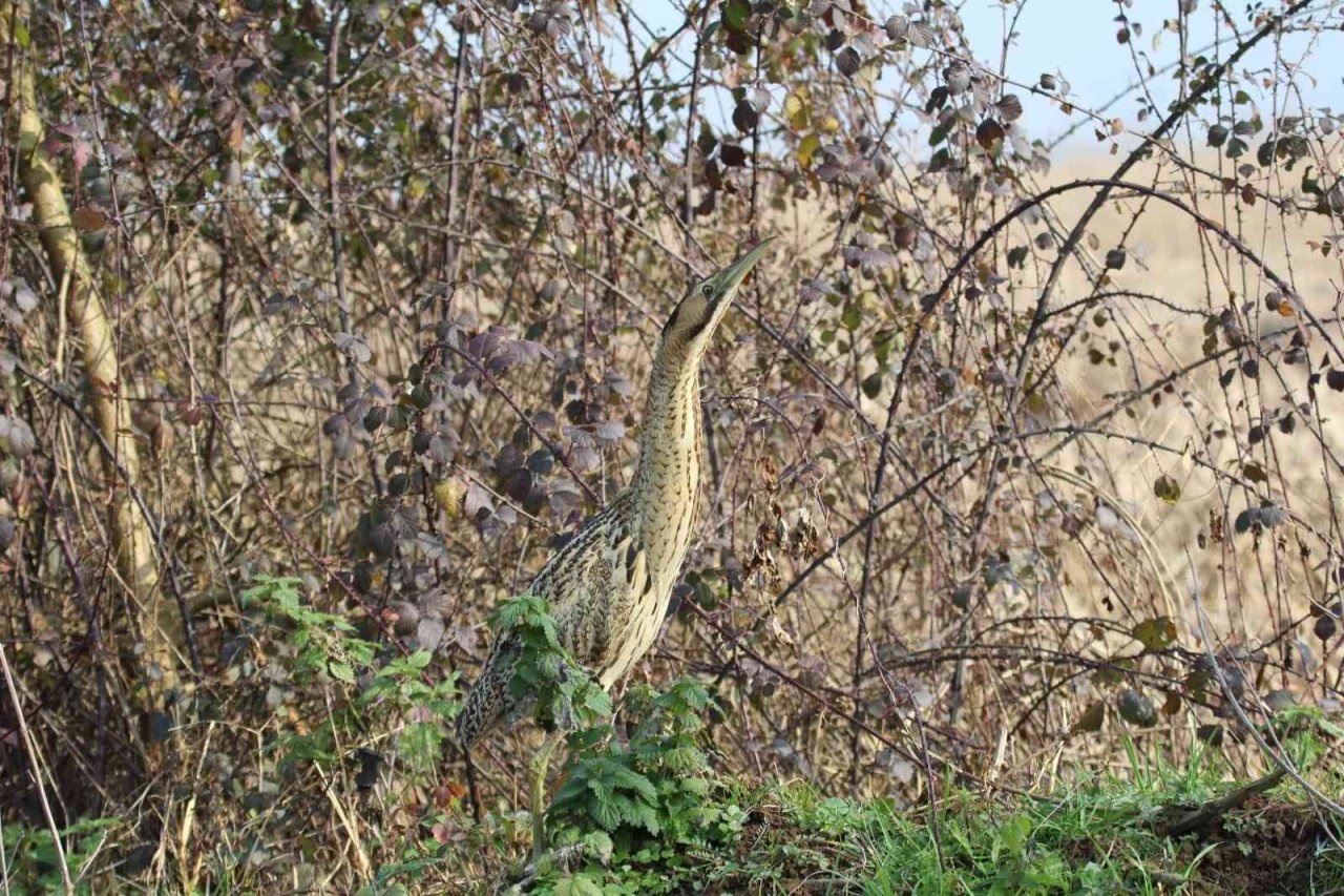 Efteni’de kuşlar sayıldı