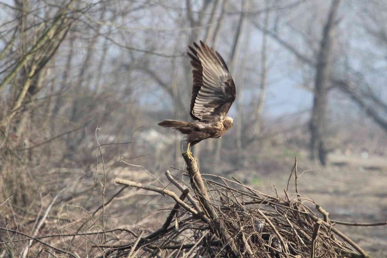 Efteni’de kuşlar sayıldı