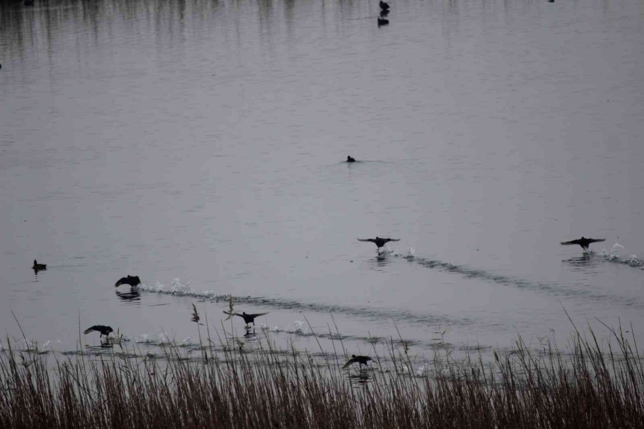 Efteni’de kuşlar sayıldı