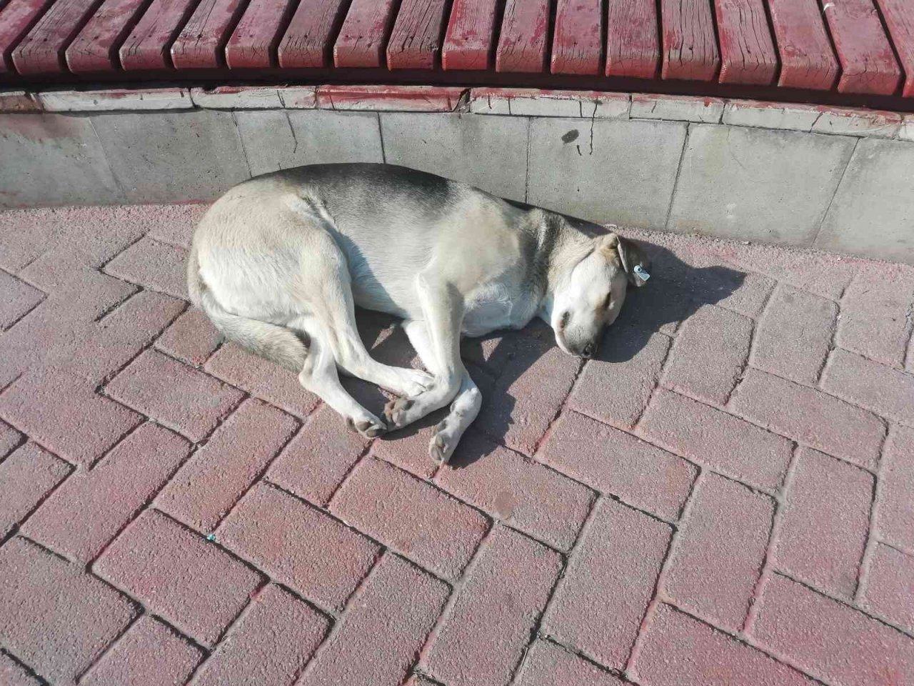 Güneşlenen köpekler görenleri gülümsetti