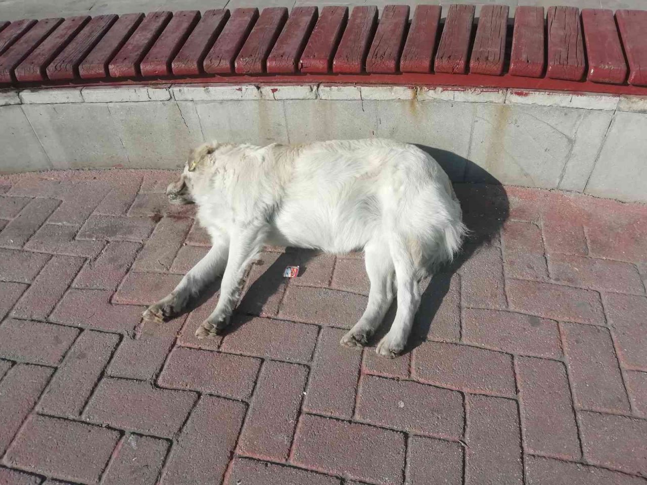 Güneşlenen köpekler görenleri gülümsetti