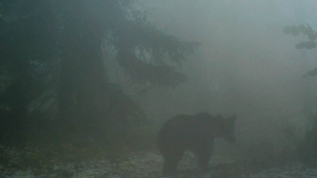 Kış uykusuna geçemeyen bozayılara karşı dikkat uyarısı