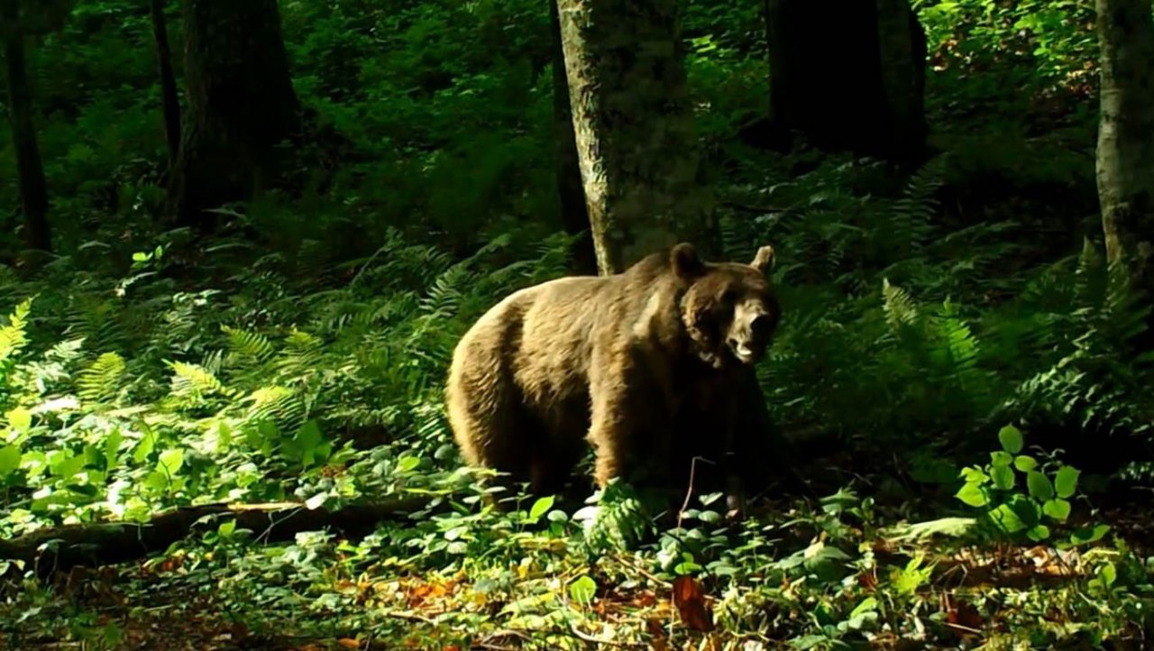 Kış uykusuna geçemeyen bozayılara karşı dikkat uyarısı
