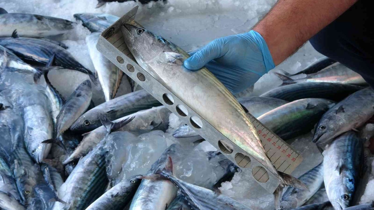 Yılmaz: “Ordu’da sürdürülebilir balıkçılığın sağlaması adına bin 417 denetim yapıldı”