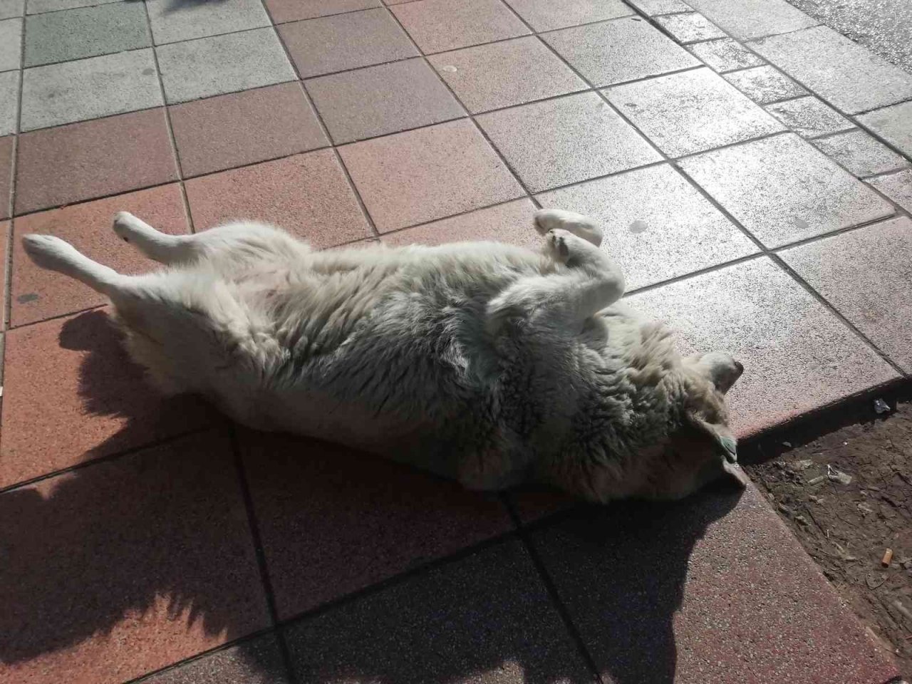 Güneşlenen köpekler görenleri gülümsetti