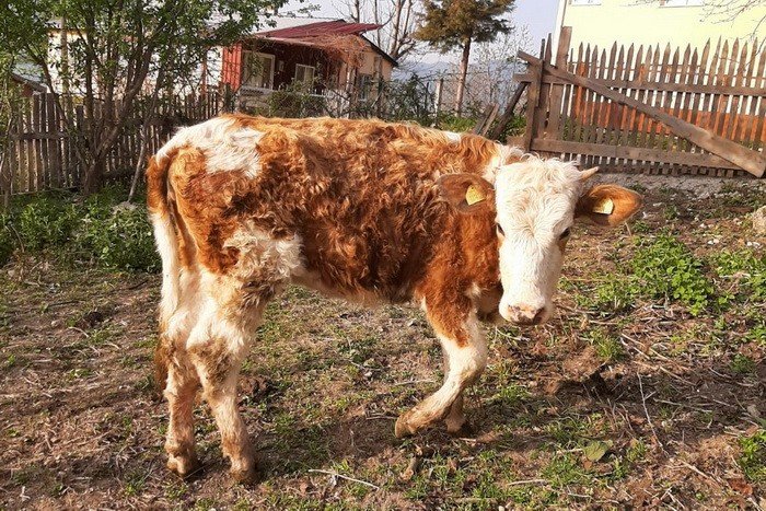 Bolu’da 70 aileye 4 milyon 600 bin TL destek kredisi verildi