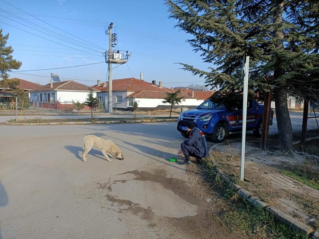 Jandarma ekiplerinden sokak hayvanlarına yönelik örnek davranış