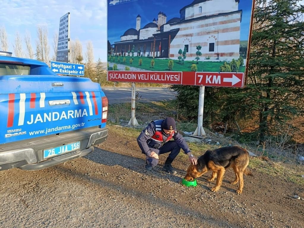 Jandarma ekiplerinden sokak hayvanlarına yönelik örnek davranış