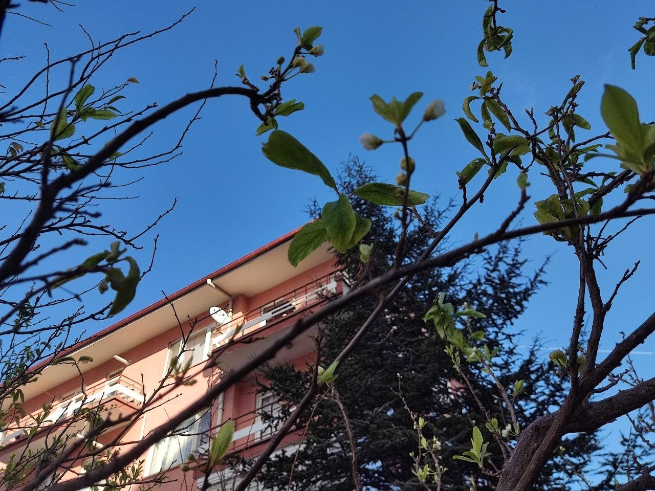 Ankara’da ocak ayında erik ağacı çiçek açtı