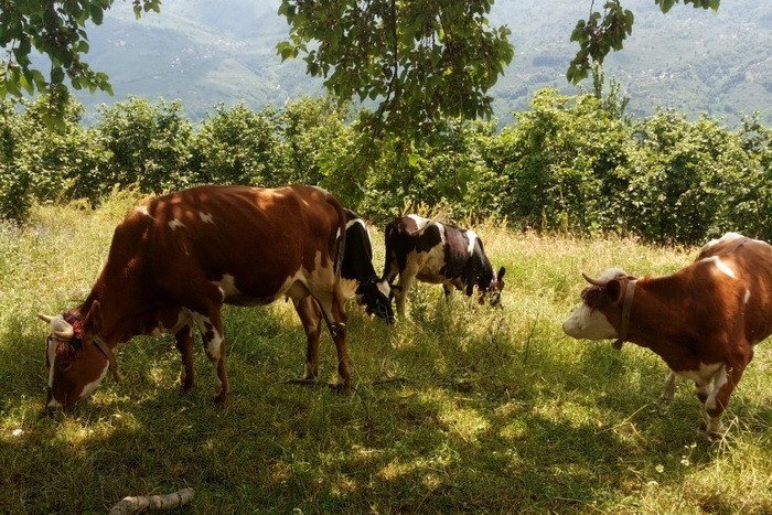 Süt üreticiliği için 12 aileye 650 bin TL destek