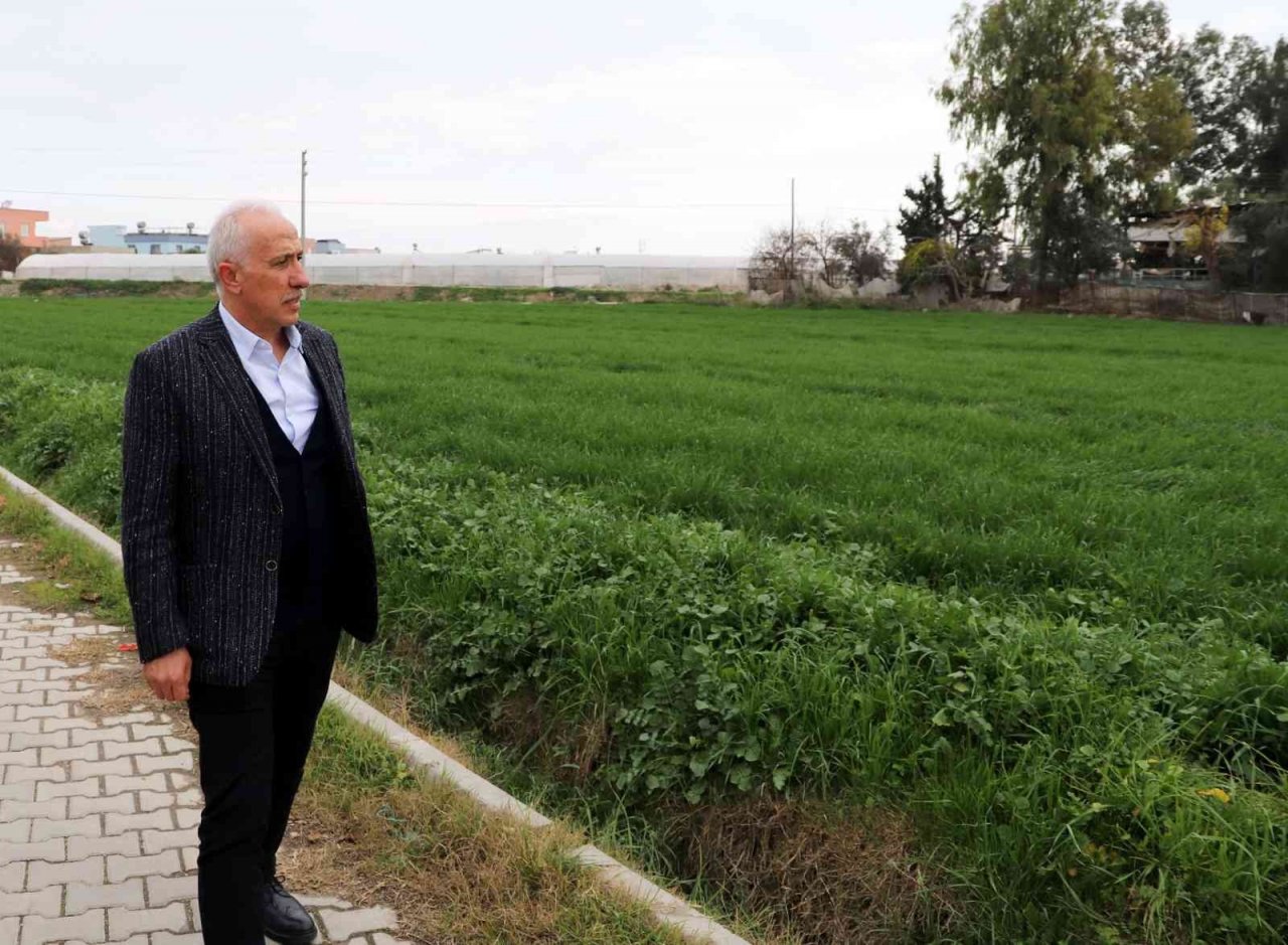 Deneme amaçlı ekilen atalık karakılçık buğdayı tohumu boy verdi