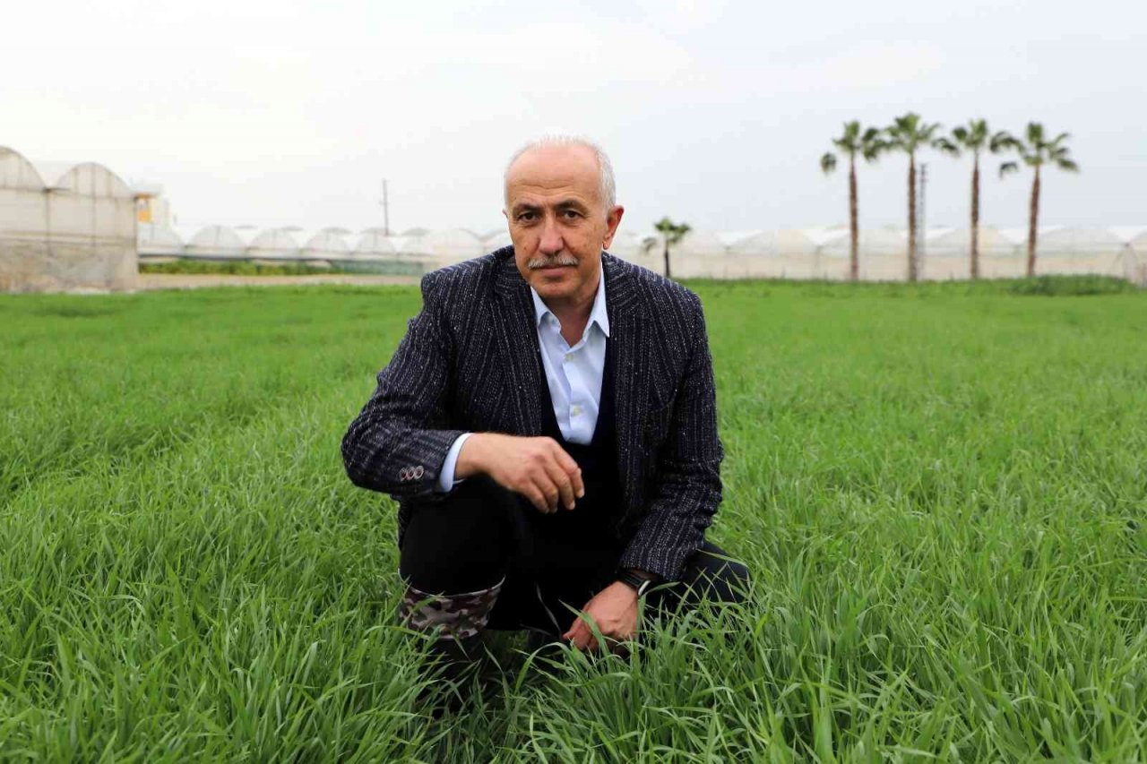 Deneme amaçlı ekilen atalık karakılçık buğdayı tohumu boy verdi