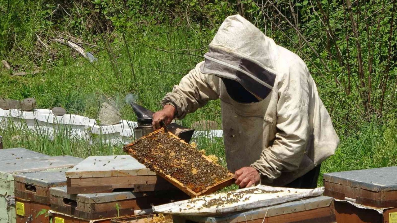 Ordu’dan 2022 yılında 773 ton bal ihraç edildi